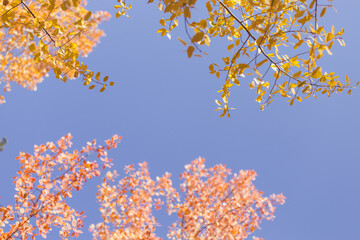 Fall Colorado Aspen Tree Colors Nature Forest Background