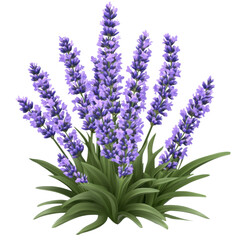 Fototapeta premium Vibrant Purple Lavender Flowers Bush Aromatic Herb Plant Detailed Illustration