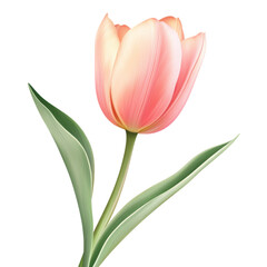 Fototapeta premium Elegant Peach Tulip Flower Blossom Isolated on White Background Spring Floral Design
