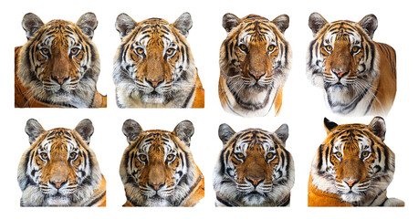 Tiger face expressions isolated on transparent background