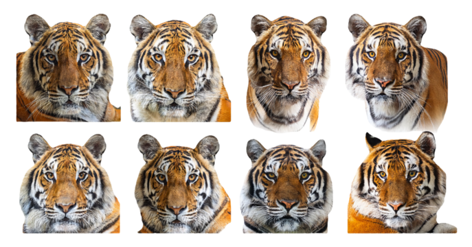 Tiger face expressions isolated on transparent background