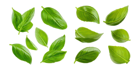 Fresh Green Basil Leaves on Transparent Background,PNG set collection, isolated on transparent background