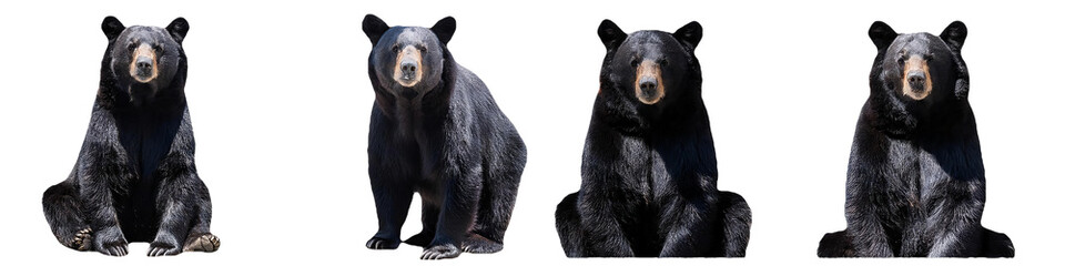 Fototapeta premium Black bear sitting in calm stance isolated on transparent background