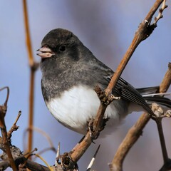 A Slate-colored Junco Perched on a Branch