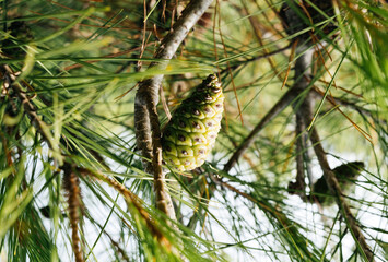 Close-up of a vibrant green pine cone nestled amidst sharp pine needles on a sunlit branch, capturing the natural beauty of Mallorca.