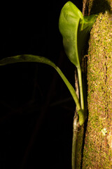 Planta crescendo no troco de uma &aacute;rvore no escuro da Mata Atl&acirc;ntica, Brasileira. 