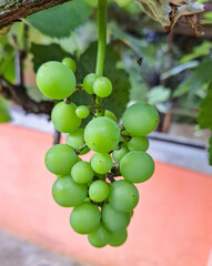 bunch of grapes