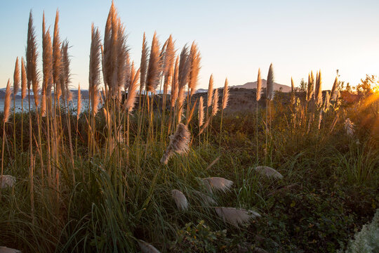Indian grass