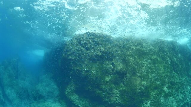 silversides   underwater silverside fish school wavy sea protection Atherina boyeri next to rocks