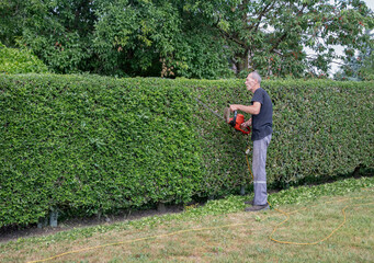 Fototapeta premium Male gardener trimming thorny holly hedge with electric hedge trimmer in backyard, seasonal work concept in spring
