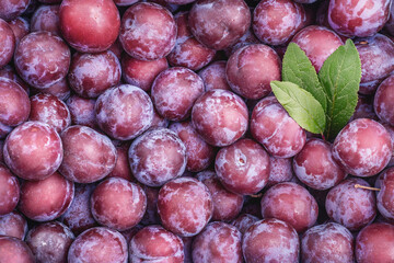 Freshly Picked Plums on Beautiful Display Accompanied by Green Leaves All Around Them