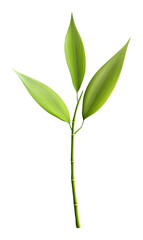 Fototapeta premium bamboo leaves with stem isolated on transparent background, botanical illustration. nature and plant life concept