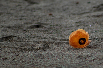 Flower on the sand