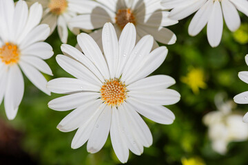Fototapeta premium daisy flowers with raindrops 