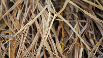 Dry grass background. Close-up of dry grass texture.