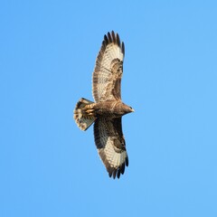 Majestic Hawk in Flight