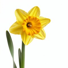 Yellow Daffodil Isolated on White Background. Beautiful Daffodil Flower