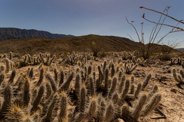 Marble Mines, Cuatro Cienegas Coahuila Mexico.
