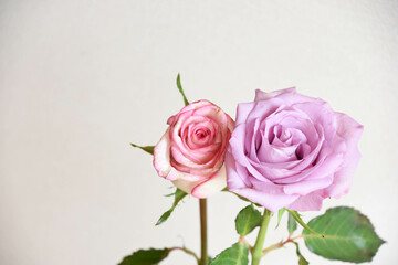 ピンクと紫のばら