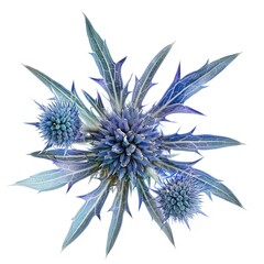 Blue Eryngium Isolated on White Background. Beautiful Eryngium Flower