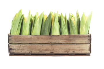 Fresh yellow corn on cobs with green shell in brown wooden crate box or box isolated on cut out PNG or transparent background. Realistic fruit clipart pattern. Packed for sale in stores.