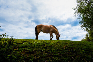 Beautiful horse eating grass on a farm land on a cloudy day in Sweden