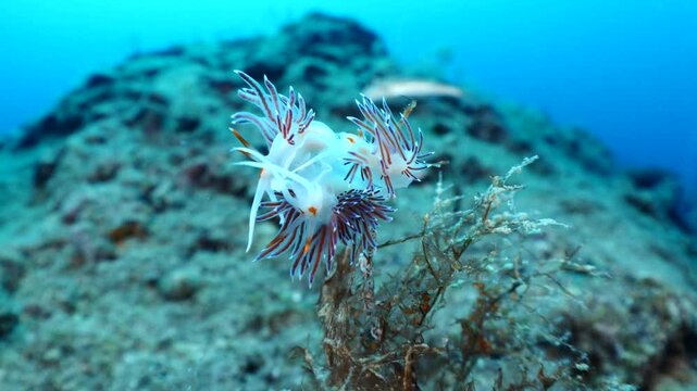 nudibranch flabellina nudi branch nudybranch  underwater slug ocean scenery