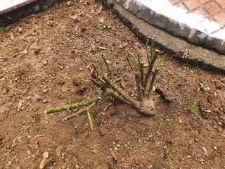 Young rose bush in the garden. The plant has been recently pruned, with multiple stems sprouting from the base. The soil is dry and brown, with some fallen leaves scattered around.