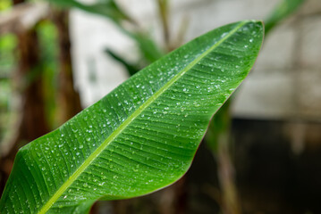 Dew on fresh green leaves