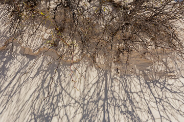 The Gypsum Dunes of Cuatro Ci&eacute;negas, the unusual white desert of Coahuila, Mexico