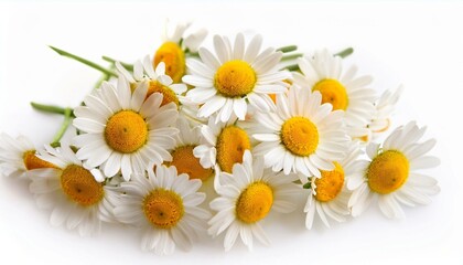 Obraz premium A bouquet of fresh, white daisies with bright yellow centers.