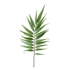 Obraz premium Vibrant green leaf stem with fan-like leaves on a central stage against a sleek black backdrop, featuring a transparent background for versatile use. transparent background