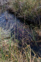 La Poza Azul de Cuatro Ci&eacute;negas, a crystalline oasis in the desert, Coahuila Mexico