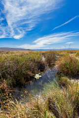 La Poza Azul de Cuatro Ci&eacute;negas, a crystalline oasis in the desert, Coahuila Mexico