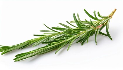 Fototapeta premium Fresh sprigs of rosemary on white background.