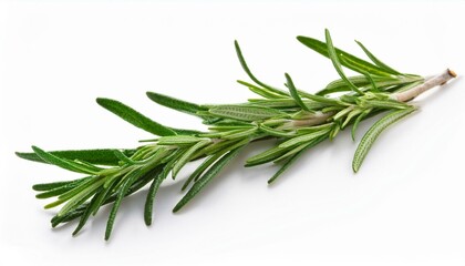 Fototapeta premium Fresh sprig of rosemary on white background.