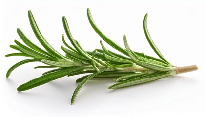 Fototapeta premium Fresh sprig of rosemary on white background