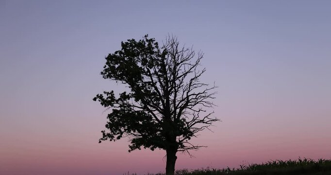 a half withered tree grows at sunset, a tree half of which is leafless against a red blue sky at dusk