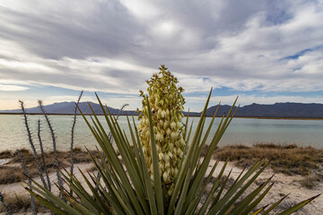 The Cuatro Ci&eacute;nagas natural reserve, one of the most important wetlands in the world, Coahuila Mexico