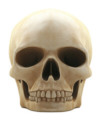 Obraz premium Human skull front view, detailed anatomical structure. Science and education concept