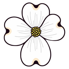 dogwood flower nature beauty flat color vector illustration template design