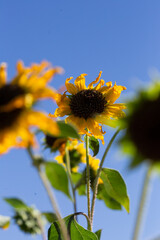sunflower of blue sky