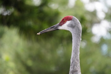 Florida sand hill crane 