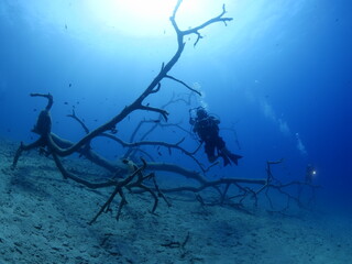 underwater photographer takes photos of a tree underwater