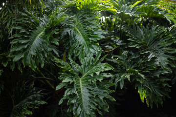 Green leaves, botanical, lush, tropical environment, leaf close-up.