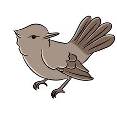 cartoon bird isolated on white background. Aves animals