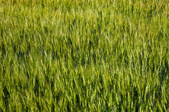 보리,이삭,보리밭,김제평야,김제시,전북