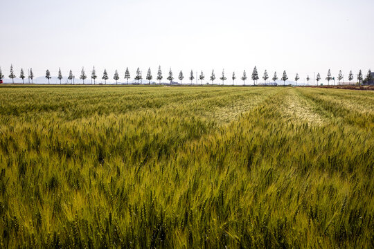 보리,이삭,보리밭,가로수,메타세콰이어,김제평야,김제시,전북
