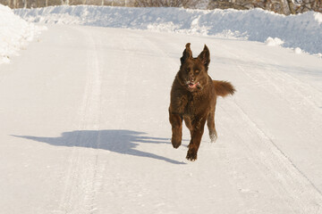 Naklejka premium Solitary brown newfoundland dog on a snowy road in Colorado