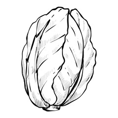 Fototapeta premium Chinese cabbage handdrawn illustration